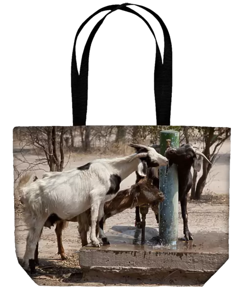 Africa, Botswana, Western Kalahari Desert, Tsodilo Hills. Goats drinking from a water pump