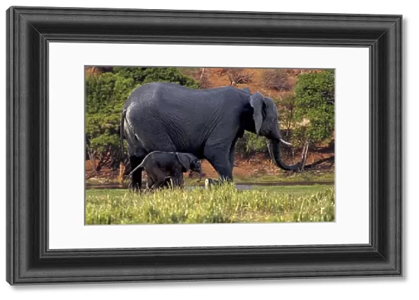 African Elephant (Loxodonta africana), mother and baby in Chobe National park, Botswana