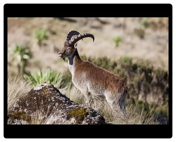 Walia Ibex (Capra walie), Semien Mountains National Park, Ethiopia