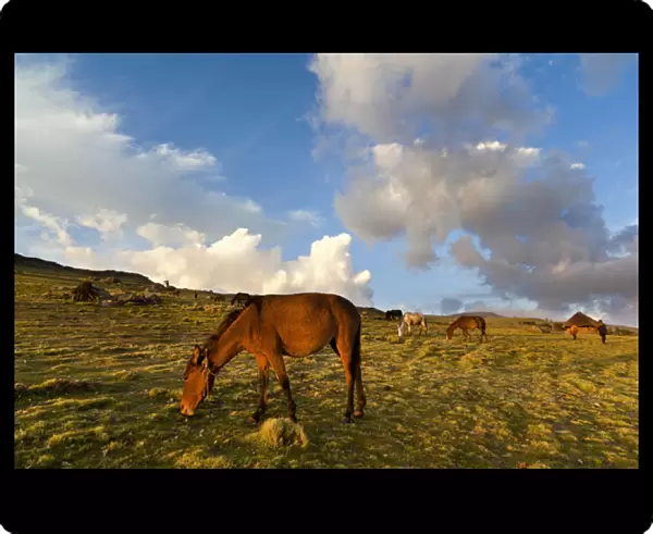 Herd of horses in the Highlands of Ethiopia