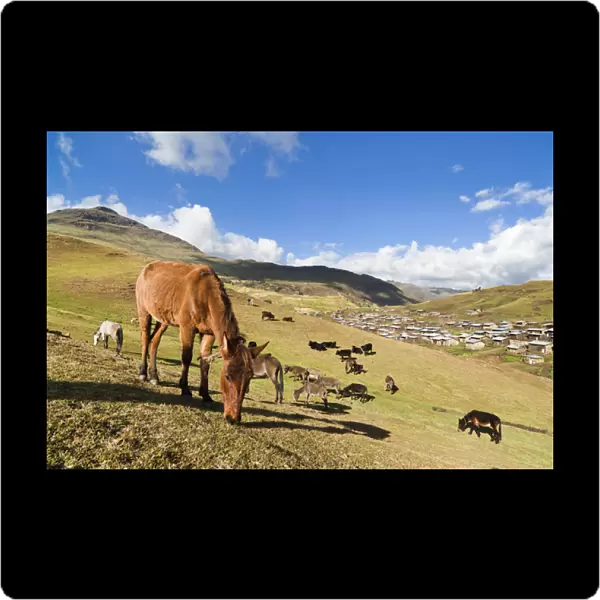 Herds grazing near the village of Arkwasiye in the Highlands of Ethiopia