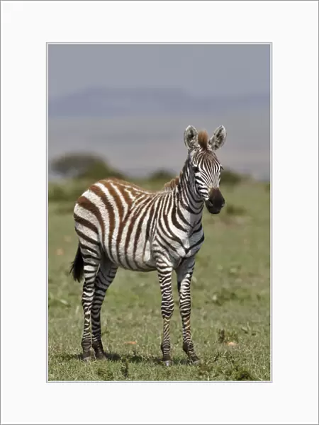 Burchells Zebra, Masai Mara, Kenya, Africa