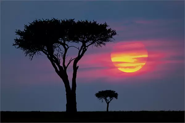 Trees on plains of Masai Mara, Kenya, Africa