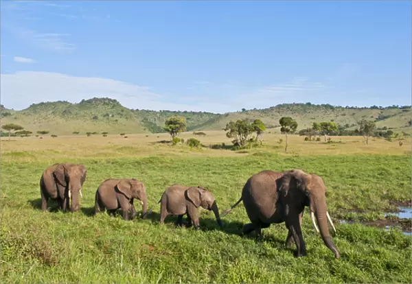 Kenya, Masai Mara, Africa herd of elephants in tall grass in the Masai Mara National