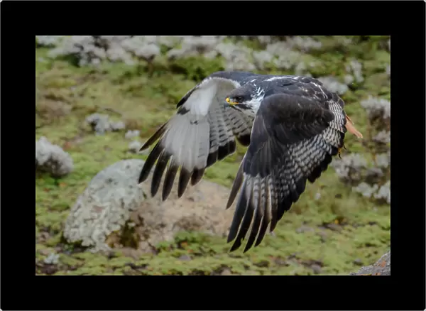Augur buzzard (Buteo augur) in Flight. Bale Mountains National Park. Ethiopia