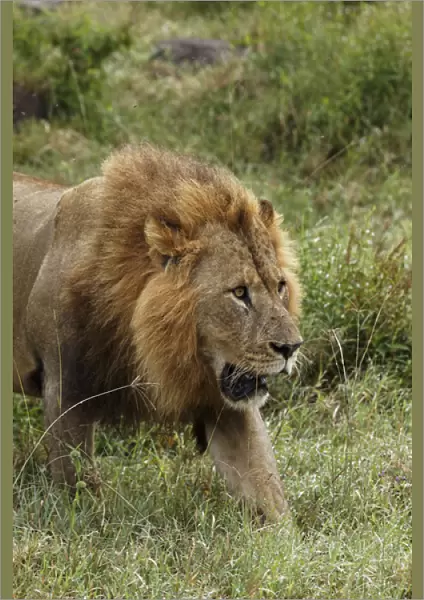 Large adult male lion, Lake Nakuru National Park, Kenya, Africa