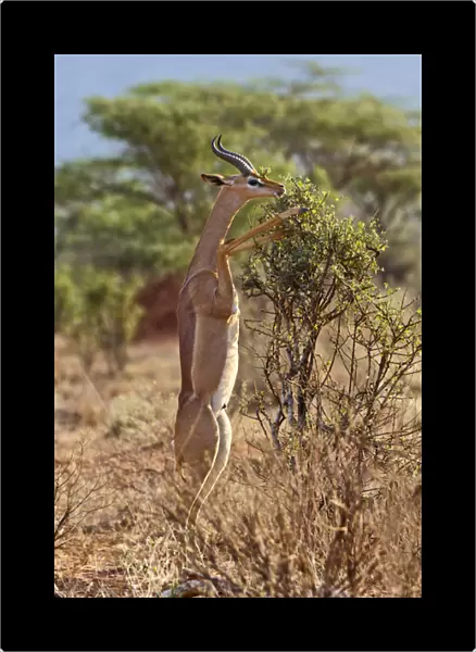 Gerenuk standing on hind legs browsing, Samburu National Game Reserve, Kenya; Africa