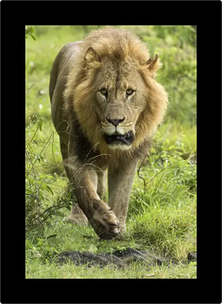 Large adult male Lion walking toward camera, Lake Nakuru National Park, Kenya, Africa