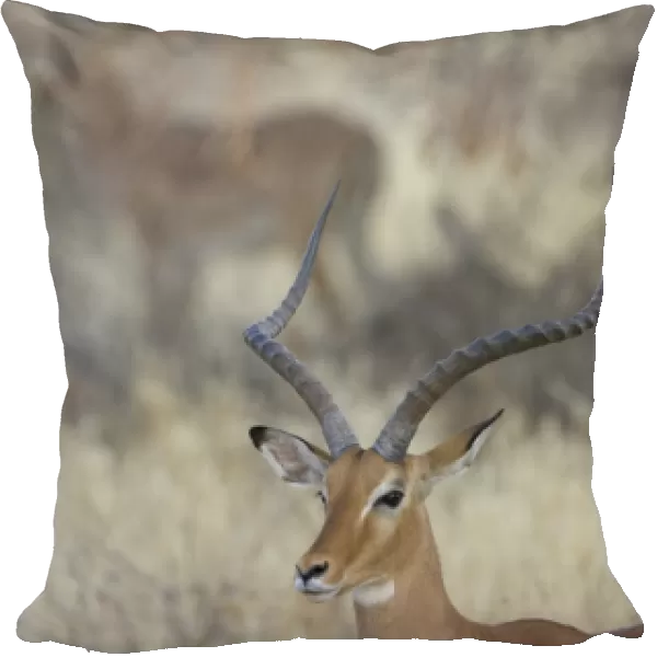Africa, Kenya, Samburu National Reserve. Two impalas amid grass and trees. Credit as