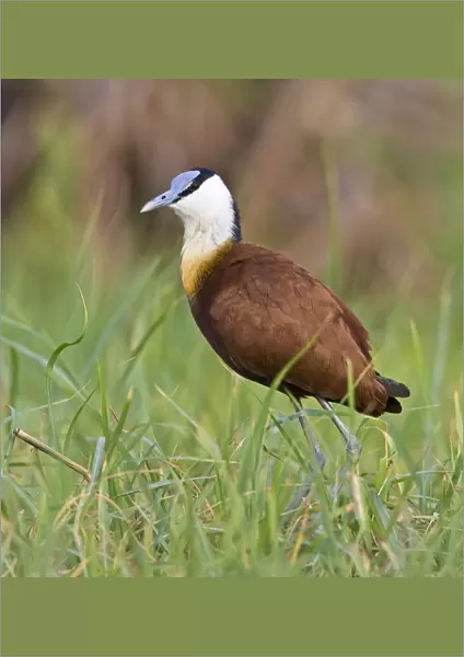 Africa, Kenya. Close-up of jacana bird in grass