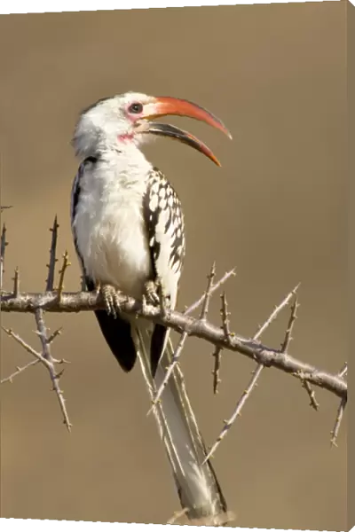 Africa, Kenya. Red-billed hornbill bird perched on thorny tree limb
