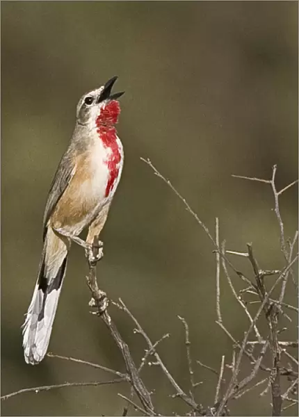 Africa, Kenya. Singing rosy-patched bushshrike bird perched on tree limb. Credit as