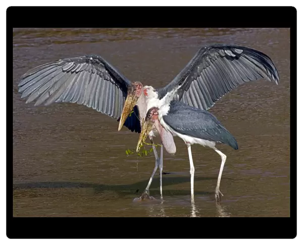 Africa, Kenya. Pair of marabou storks in shallow water