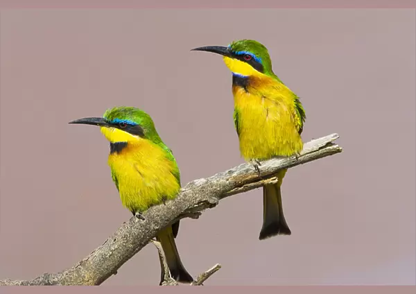 Africa, Kenya. Close-up of two little bee-eater birds on limb