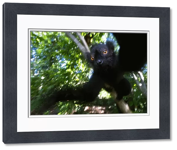 Black Lemur (Eulemur macaco macaco), male and female, Lokobe Nature Special Reserve