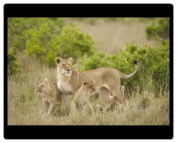 Africa, Kenya, Upper Masai Mara Game Reserve, African Lion, Panthera leo, adult female with cubs