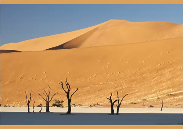 Africa, Namibia, Namib Desert, Sossusvlei, Namib-Naukluft Park. Sunrise on dead trees