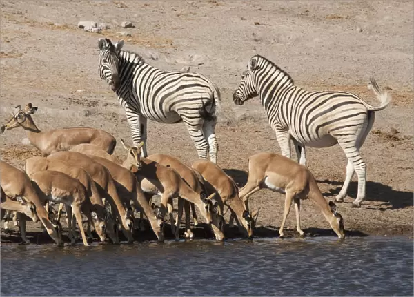 Africa, Namibia, Etosha National Park. Zebras and black-faced impalas at a waterhole