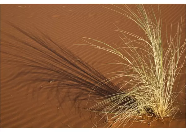 Africa, Namibia, Namib Desert, Namib Naukluft Park. Tuft of grass forms shadow on sand