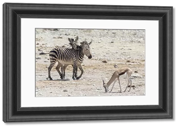 Africa, Namibia, Etosha National Park. Zebras and springbok