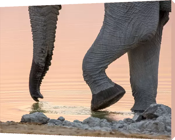 Africa, Namibia, Etosha National Park. Drinking elephant at sunset