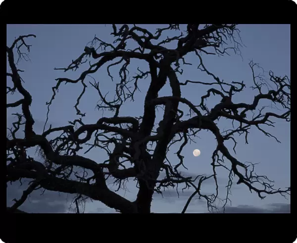 Africa, Namibia. Tree silhouette and full moon