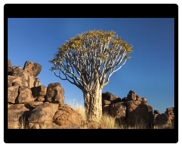 Afri Qca, Namibia, Keetmanshoop, Quiver Tree Forest, (Aloe dichotoma), Kokerbooms