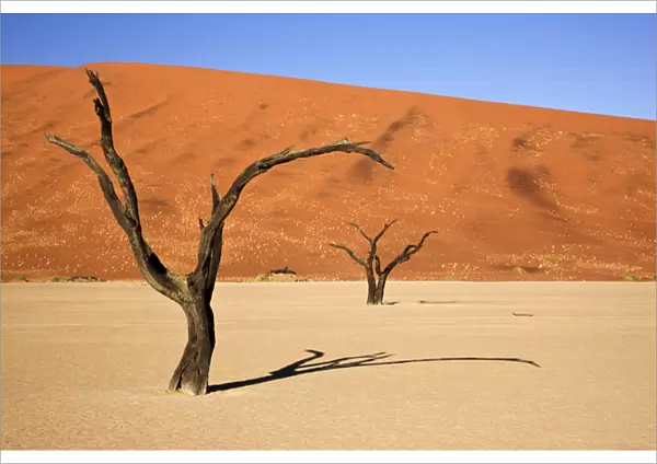 Africa; Namibia; Namib-Naukluft National Park; Sossusvlei, Dead Vlei. Ancient camel thorn
