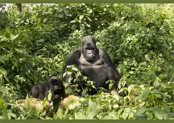 Africa, Rwanda, Volcanoes National Park, Mountain Gorilla, Gorilla gorilla beringei