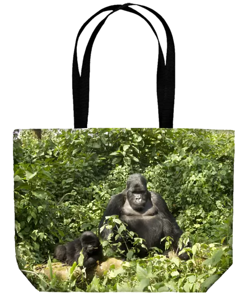 Africa, Rwanda, Volcanoes National Park, Mountain Gorilla, Gorilla gorilla beringei