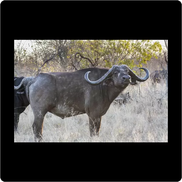 Africa, South Africa, Ngala Private Game Reserve. Side view of Cape buffalo. Credit as