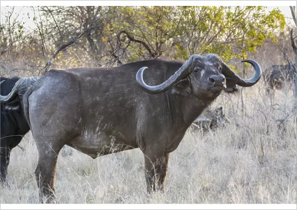 Africa, South Africa, Ngala Private Game Reserve. Side view of Cape buffalo. Credit as