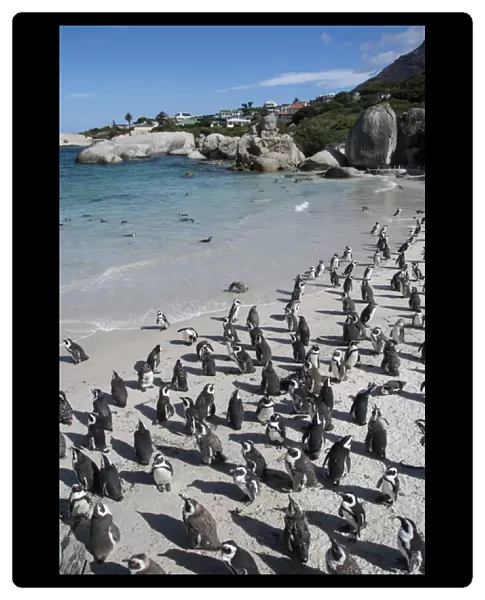 South Africa, Cape Town, Simons Town, Boulders Beach. African penguin colony
