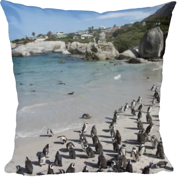 South Africa, Cape Town, Simons Town, Boulders Beach. African penguin colony