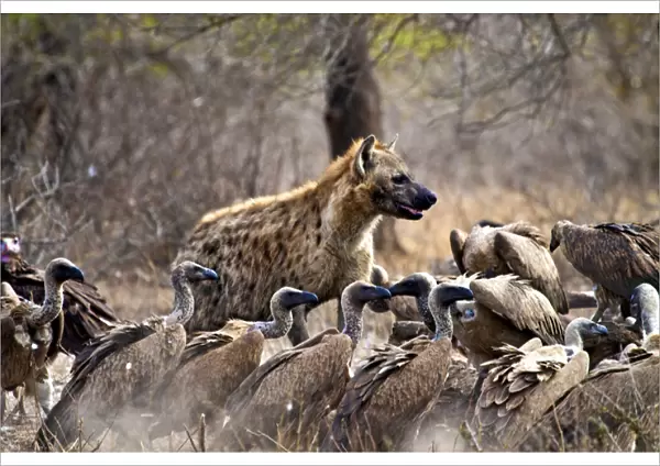 Spotted hyenas (Crocuta crocuta) and vultures (Gyps africanus) scavenging on a carcass