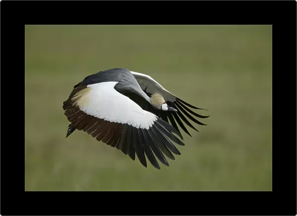 Africa, Tanzania. Flying grey-crowned crane with wings in downstroke