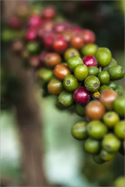 Africa, Arusha, Tanzania, coffee plantation