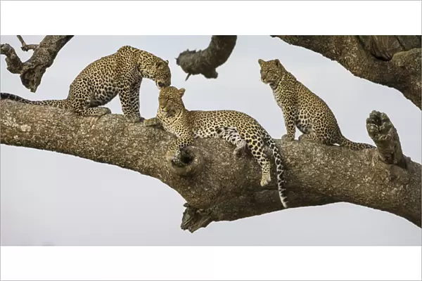 Africa. Tanzania. African leopard (Panthera pardus) mother and cubs in a tree in