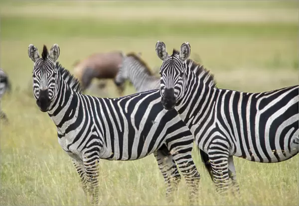 Africa, Tanzania, zebra
