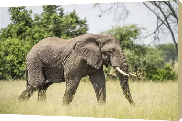 Africa, Elephant