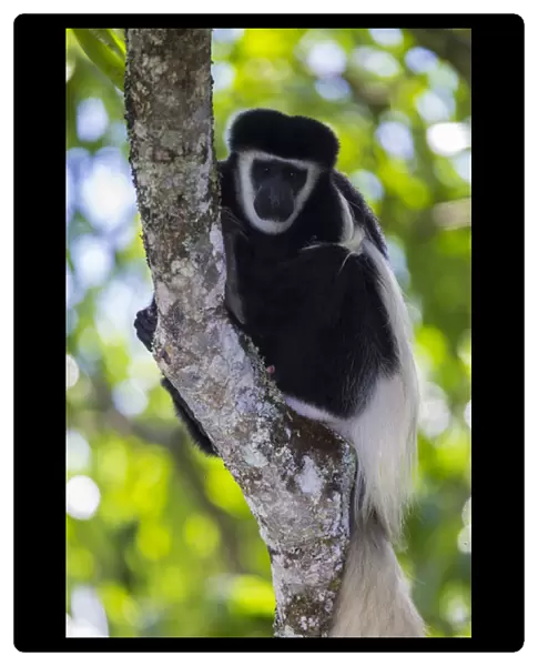 Africa. Tanzania. Black and White Colobus, also known as mantled guereza (Colobus