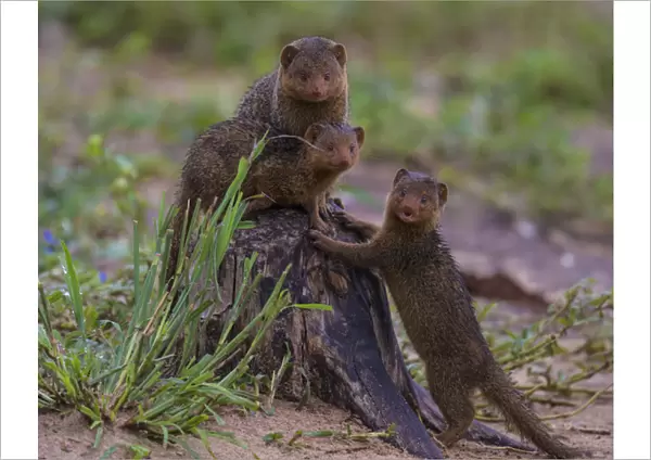Africa. Tanzania. Dwarf mongoose family (Helogale parvula) in Tarangire NP