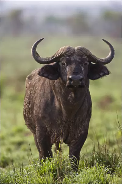 African Buffalo (Synercus caffer) or Cape Buffalo in the Grasslands of Murchison Falls Nationa Park