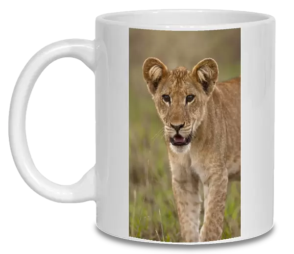 lion (Panthera leo) in the Queen Elizabeth National Park, Uganda, East Africa