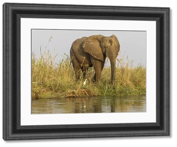 Africa, Zambia. Elephant next to Zambezi River
