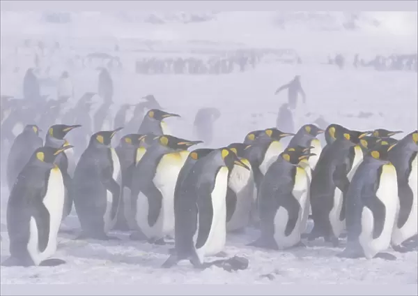 King Penguin (Aptenodytes patagonica) colony in snow during snowstrom, St. Andrews Bay