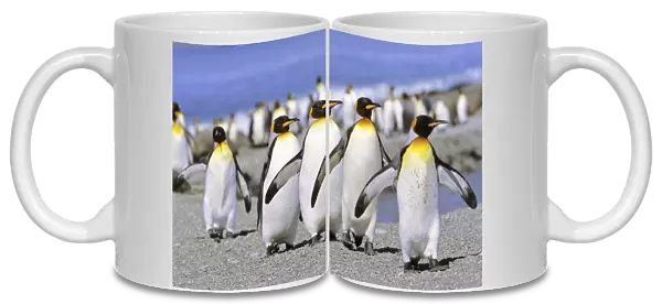 King Penguin (Aptenodytes patagonica) group of adults marching to the colony on beach, St