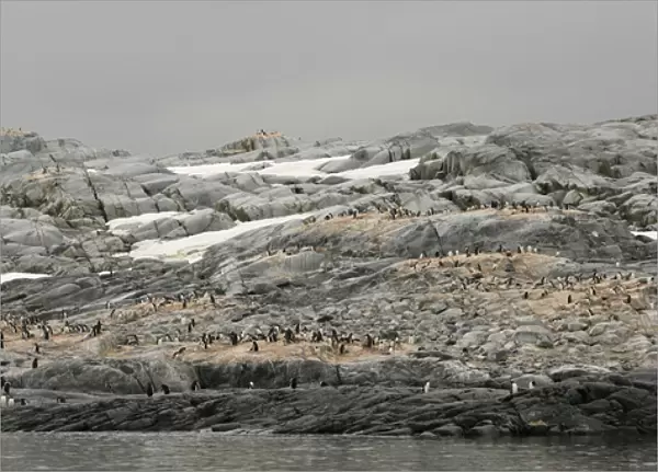 Antarctica, Pleneau Island. Gentoo penguin rookery