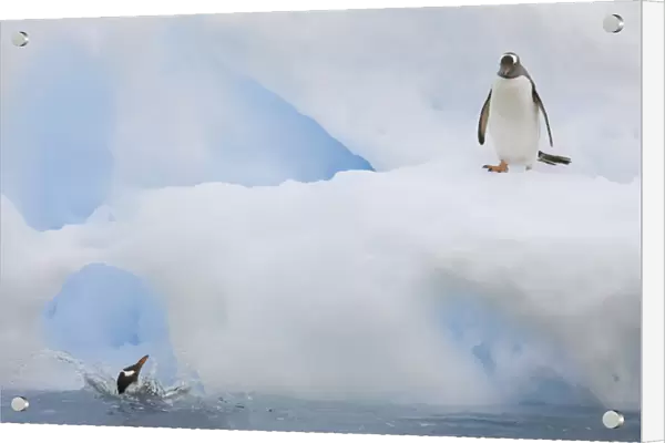 Antarctica, Neko Harbor. While one gentoo penguin watches another falls back into