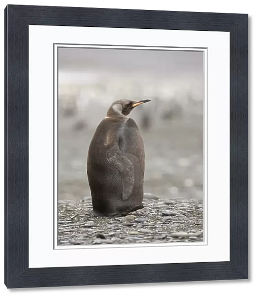 Antarctica, South Georgia, Salisbury Plain. A dark morph of a king penguin standing on the beach